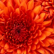 Chrysanthemum.jpg