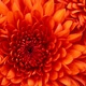 Chrysanthemum.jpg