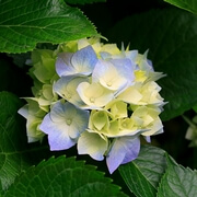 Hydrangeas.jpg