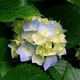 Hydrangeas.jpg